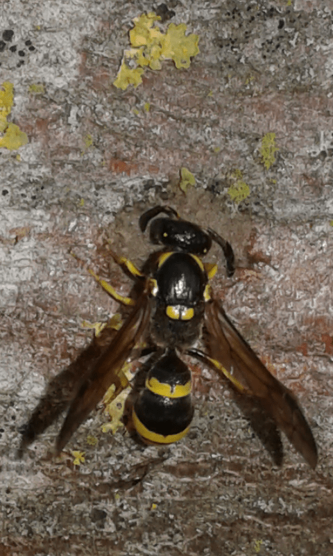 Ancistrocerus sp. (Vespidae Eumeninae)? No, Symmorphus sp.